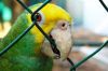 Loro cabeza amarilla Loro cabeza amarilla