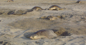 Tortuga golfina (Lepidochelys  olivacea)