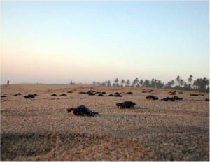 Liberación de crías de tortuga gofina Lepidochelys olivacea.