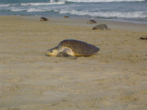 Tortuga golfina (Lepidochelys olivacea)