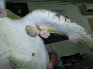 Personal atendiendo a una tortuga con fibropapiloma