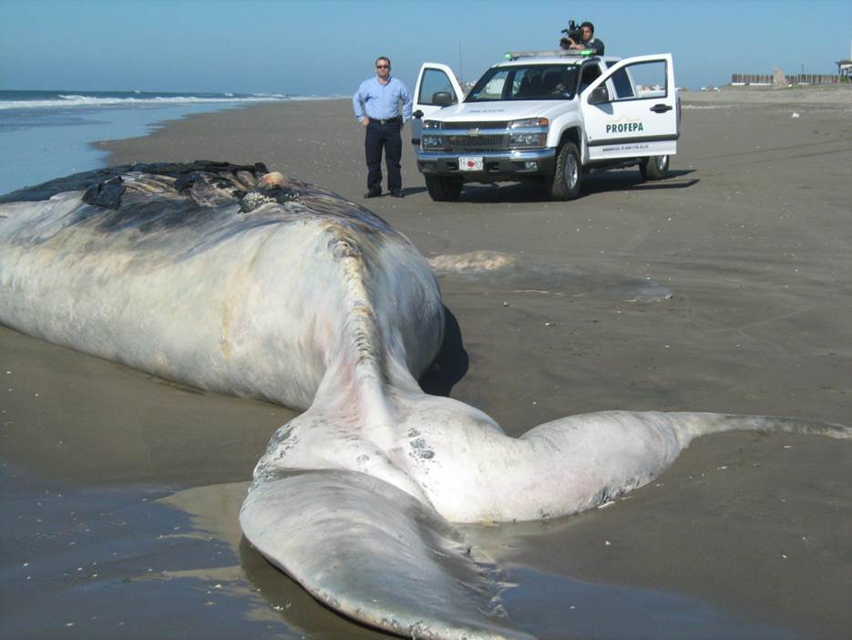 varamiento ballena