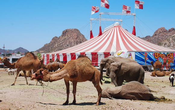 Animales en el circo