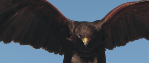 Hawk