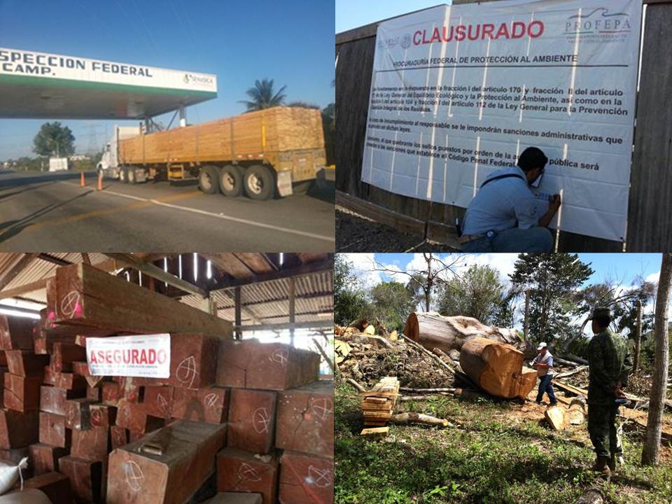 Aseguramiento de madera en Operativo especial frontera sur