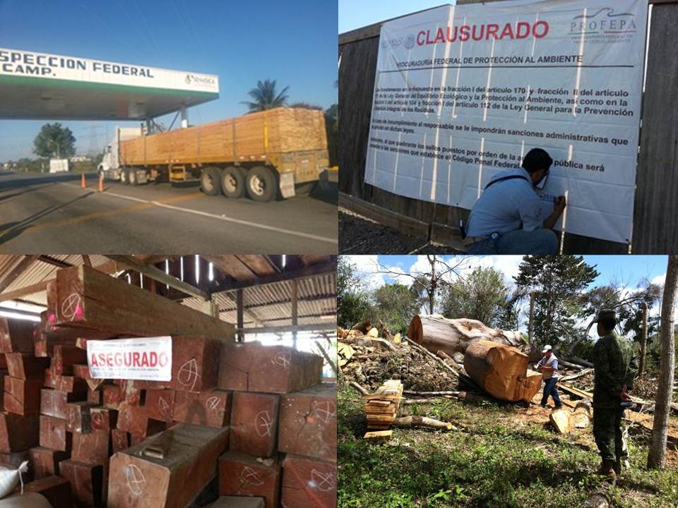 Operativo Frontera Sur Aseguramiento de madera en Operativo especial frontera sur