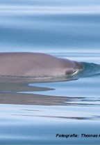 Vaquita marina (Phocoena sinus)