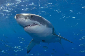 Tiburón blanco (Carcharodon carcharias)