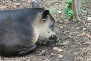 Tapir (Tapirus bairdii)