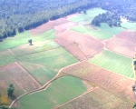 Fotografia aerea de cultivos