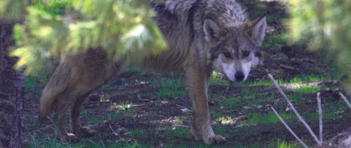 Lobo Mexicano