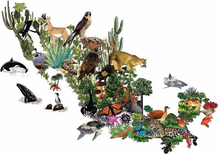 Universo de atencion vida silvestre Universo de atención vida sivestre