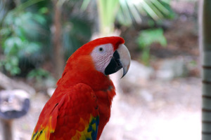 Guacamaya roja Guacamaya roja (Ara macao)