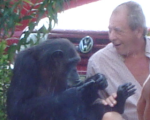 Decomiso chimpance