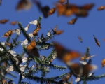 Icono Biosfera Mariposa Monarca