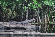 Imagen de cocodrilo
