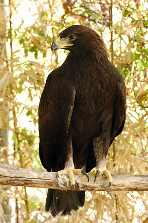 Aguila Aguila Vida Silvestre