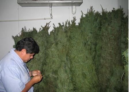 Foto Archivo Inspeccion pinos navideños