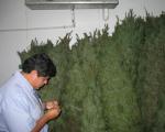 Insoeccion arboles de navidad