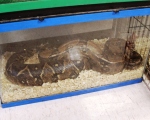 Fauna asegurada