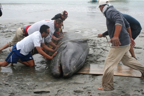 Rescate Ballena