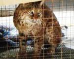 Lince