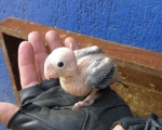 Pollos de perico
