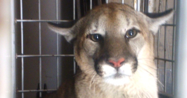 Puma Puma