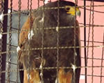 Águila rescatada por profepa