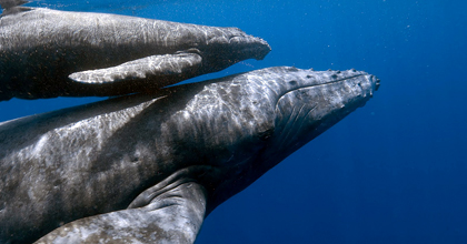 Ballena azul (Balaenoptera musculus) Ballena azul