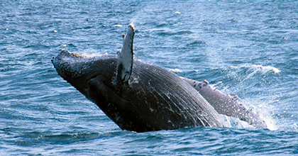 Ballena jorobada (Megaptera novaeangliae) Ballena jorobada