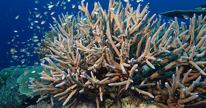 Coral cuervo de ciervo (Acropora cervicornis) Corales petreos