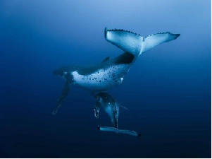 Ballenas ballenas