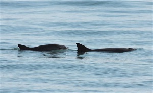 Vaquitas marinas