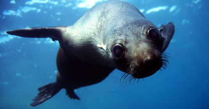 Lobo fino de Guadalupe (Arctocephalus townsendi) Lobo fino de Guadalupe