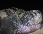 Tortuga Laud