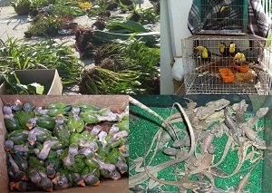 Collage de ejemplares de vida silvestre