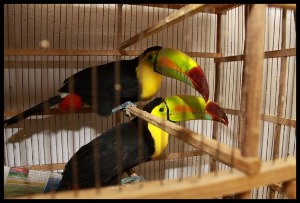 Tucanes (Ramphastos sulfuratus)