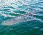 Tiburon Ballena BCS