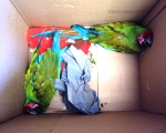 Guacamayas