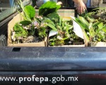 Profepa