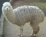 alpaca