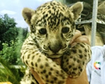 cachorro jagua
