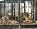 tigres