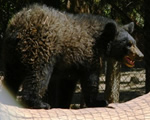 oso