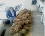 cactaceas ilegales