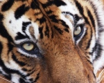 Tigre agosto