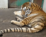tibetana tibetana