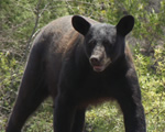 oso negro
