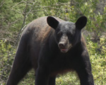 oso negro octubre